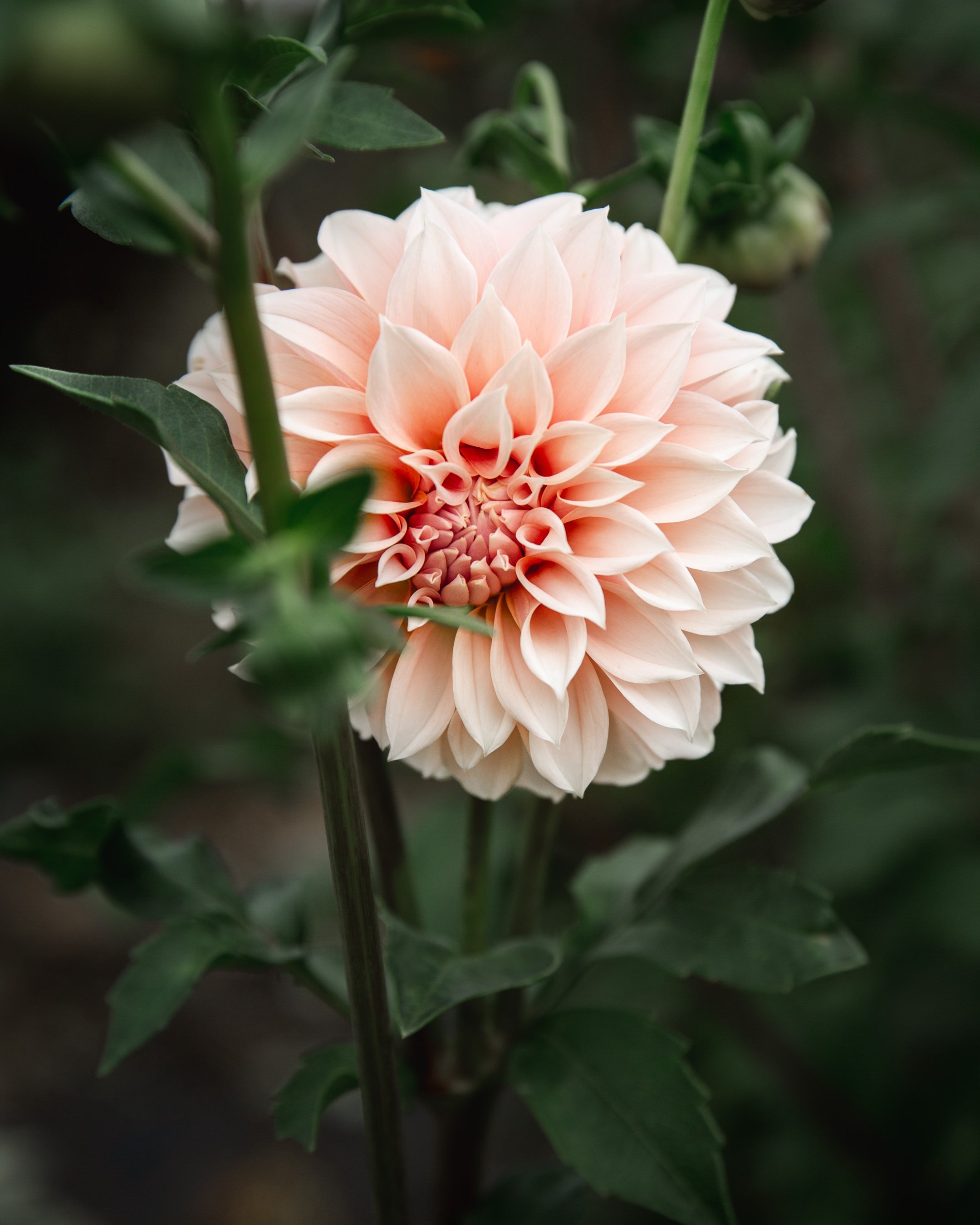 Dahlia Tuber Sale Peaches-N-Cream