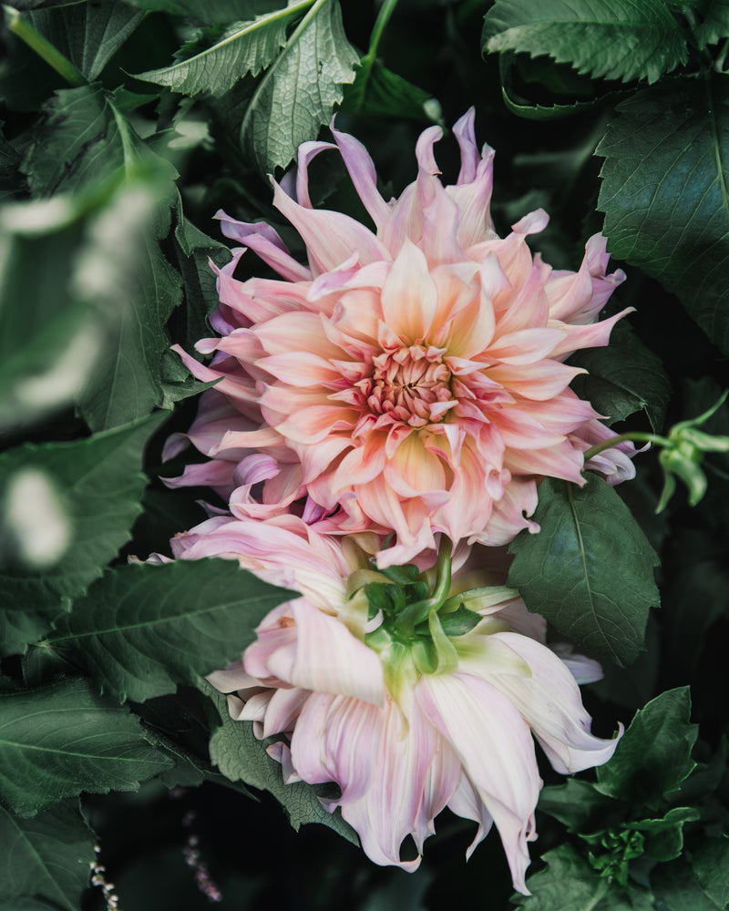Dahlia Tuber Sale Penhill Watermelon
