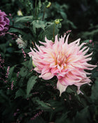Dahlia Tuber Sale Penhill Watermelon