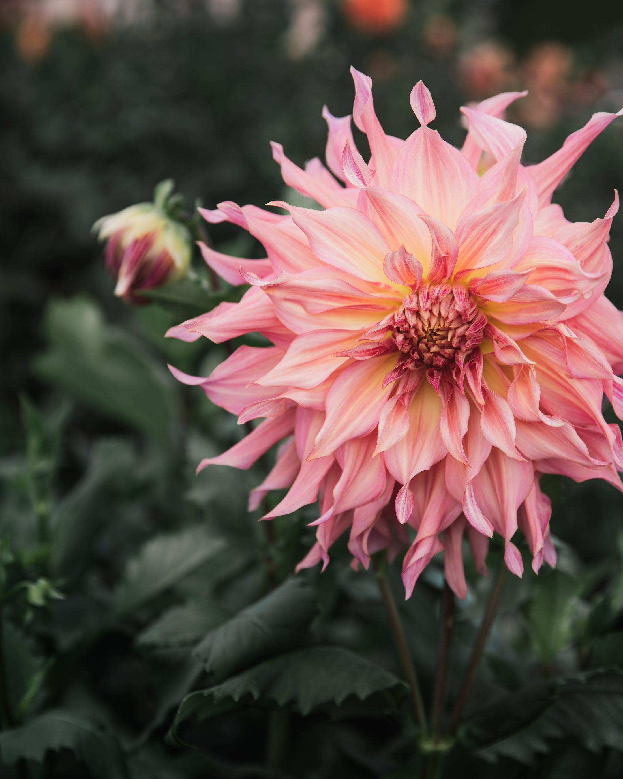 Dahlia Tuber Sale Penhill Watermelon