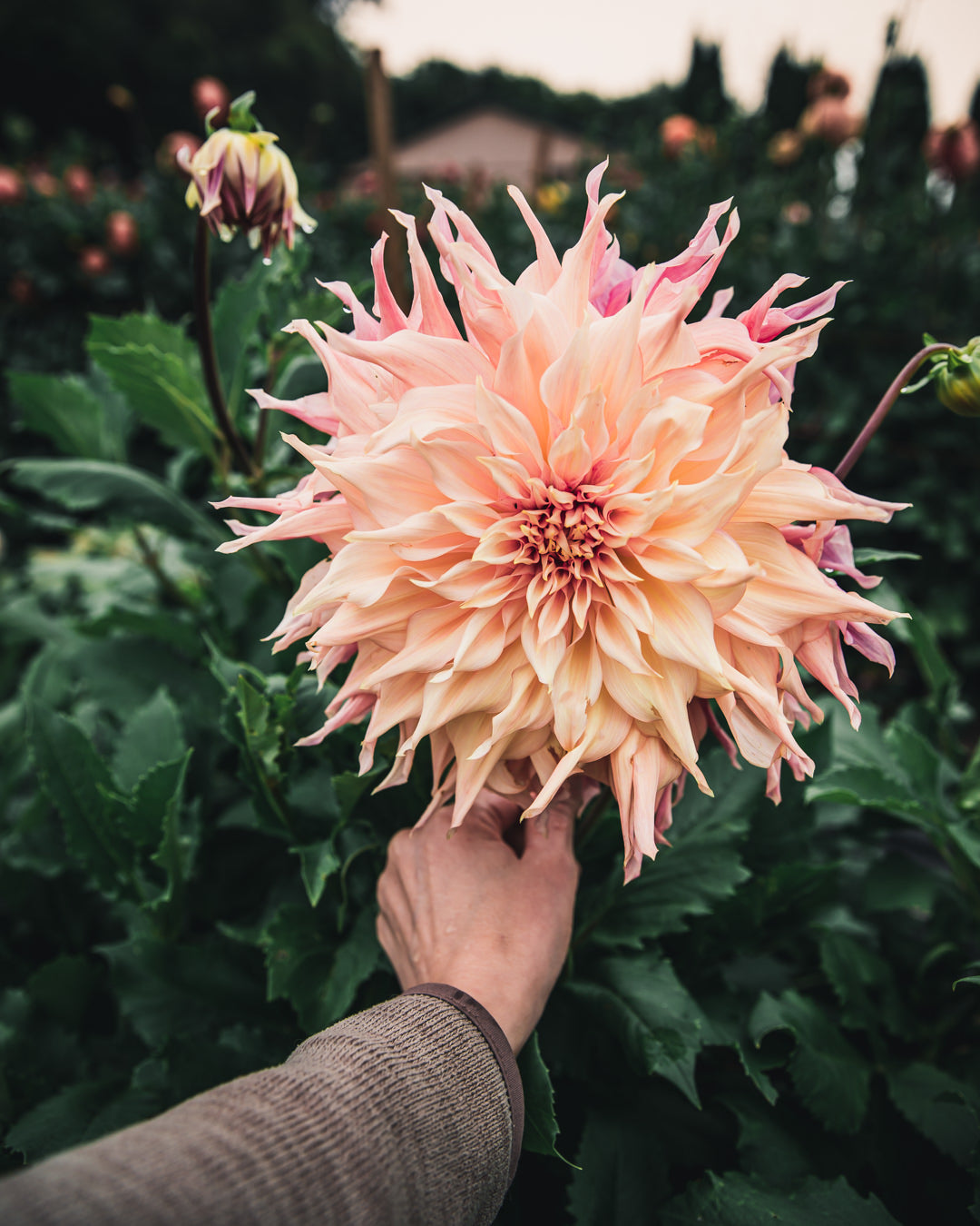 Dahlia Tuber Sale Penhill Watermelon