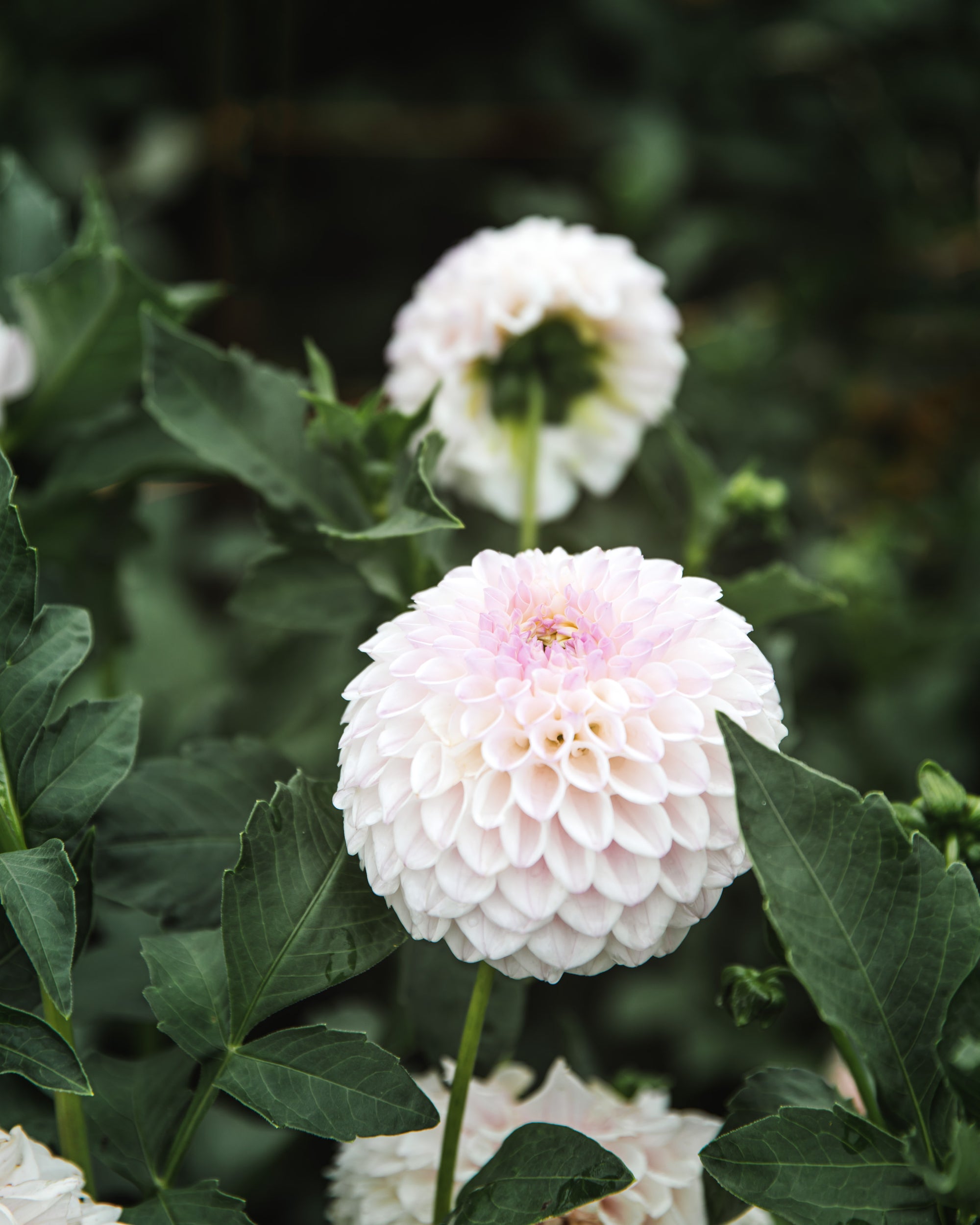Dahlia Tuber Sale Pink Pearl