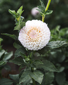 Dahlia Tuber Sale Pink Pearl