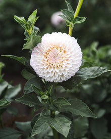 Dahlia Tuber Sale Pink Pearl