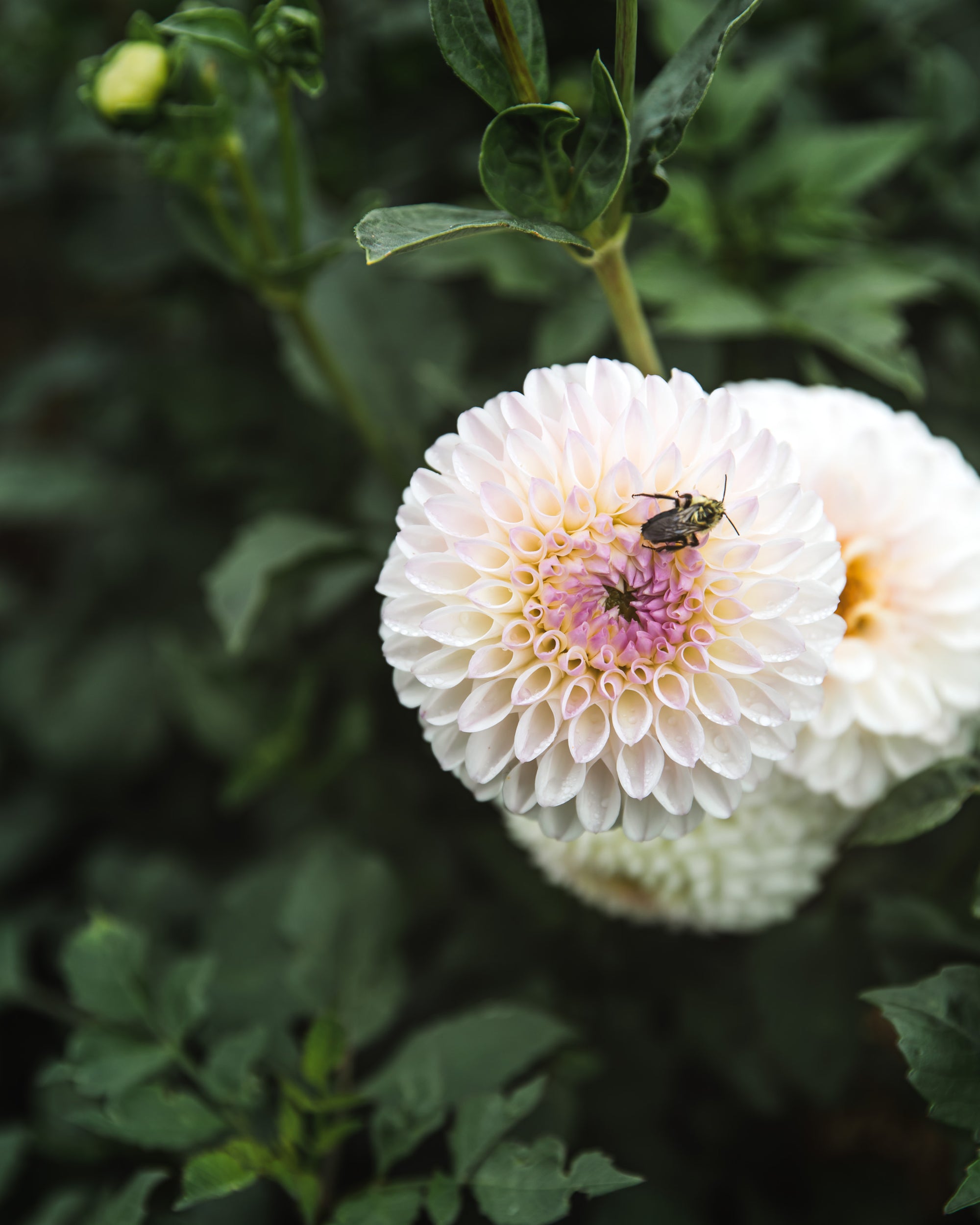 Dahlia Tuber Sale Pink Pearl