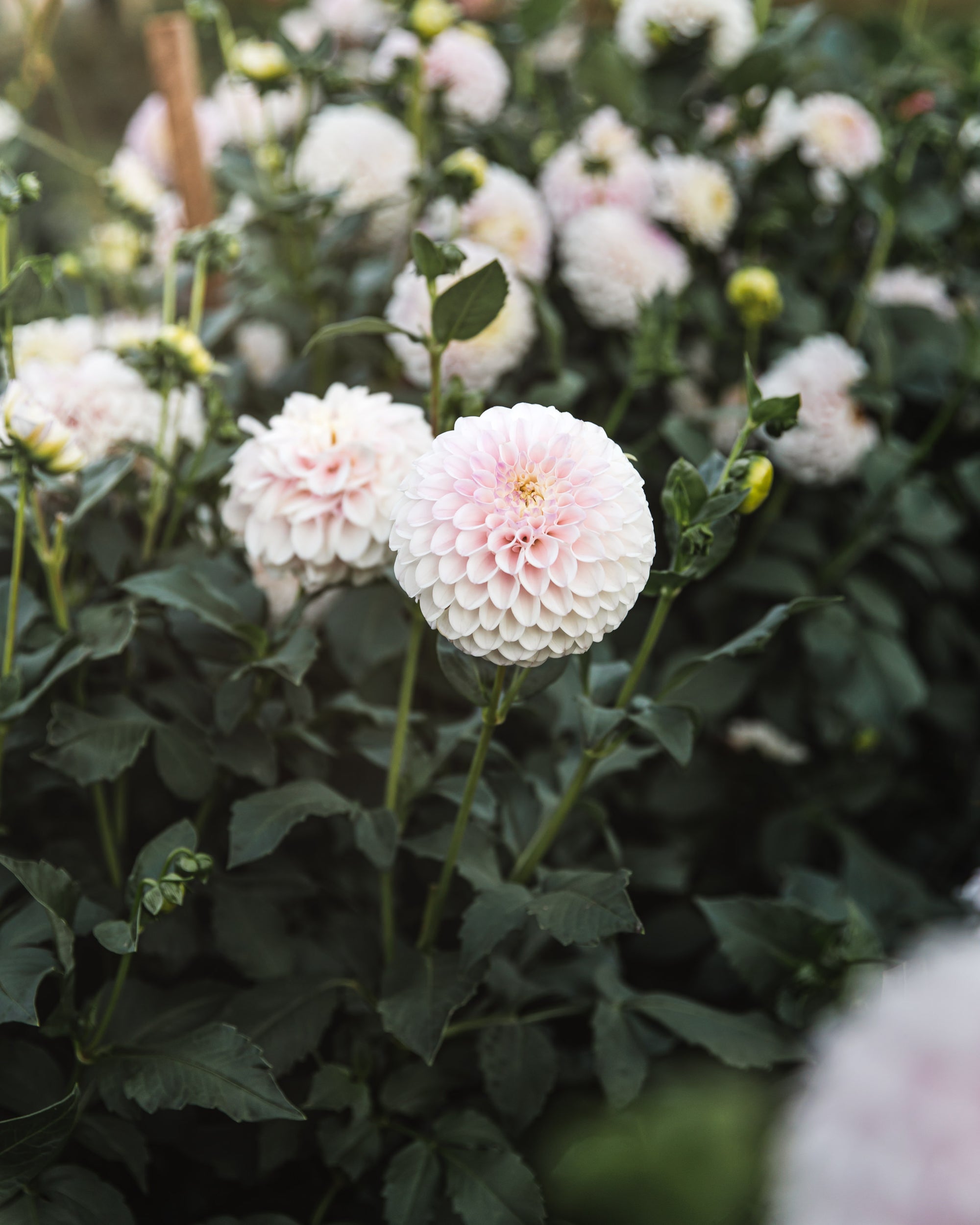 Dahlia Tuber Sale Pink Pearl