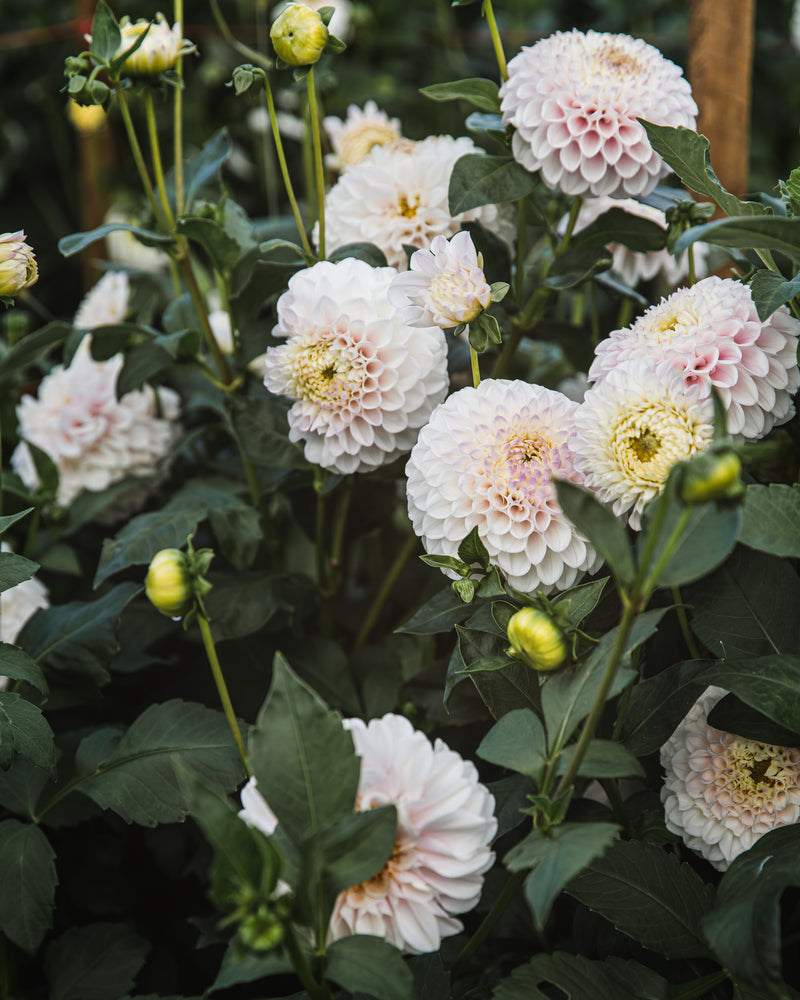 Dahlia Tuber Sale Pink Pearl