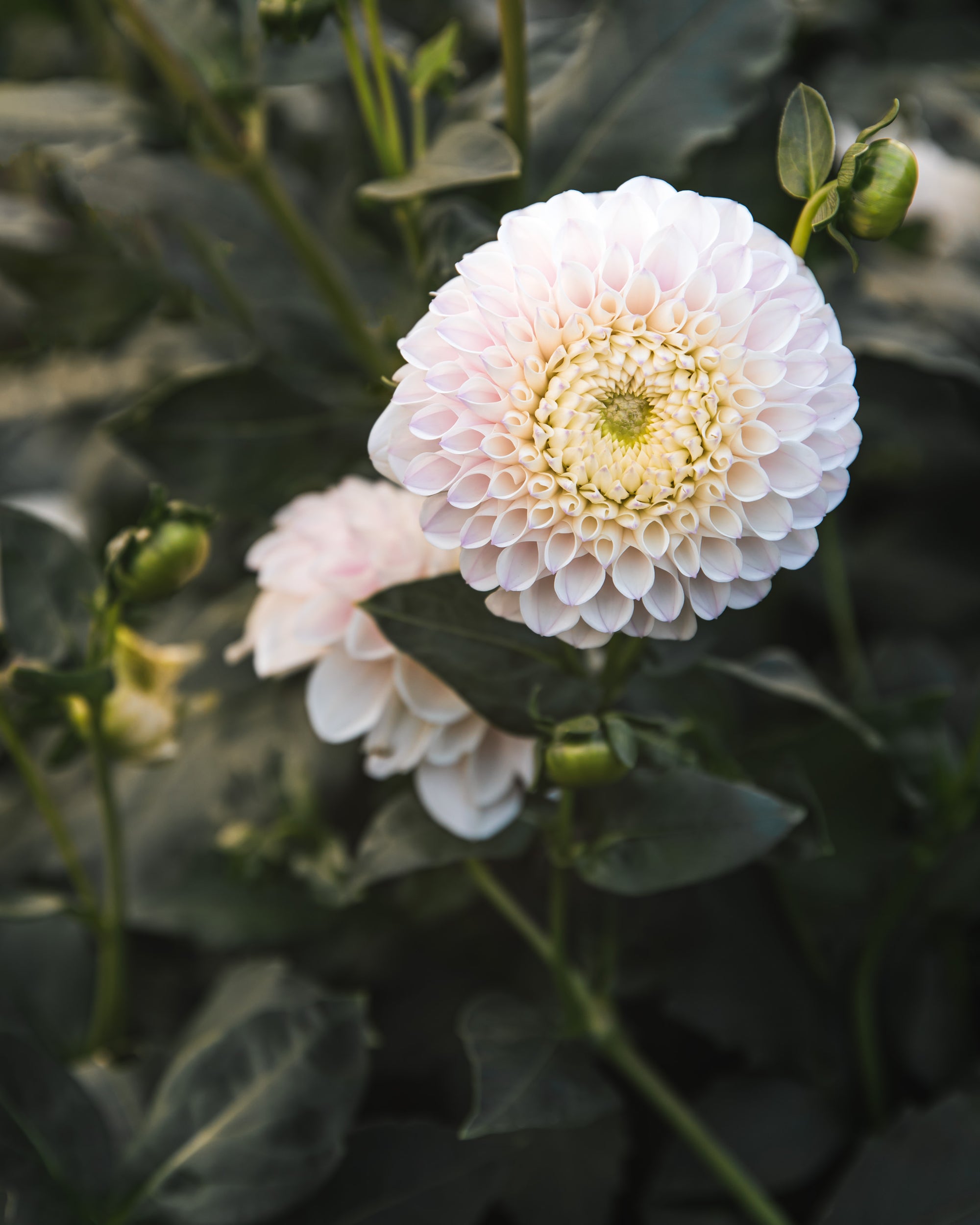 Dahlia Tuber Sale Pink Pearl
