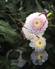 Dahlia Tuber Sale Pink Pearl