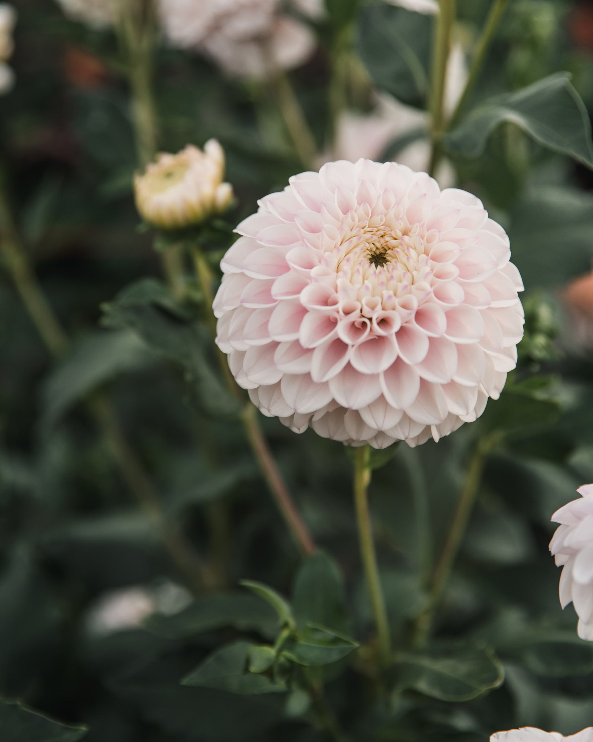 Dahlia Tuber Sale Pink Pearl