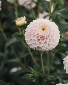 Dahlia Tuber Sale Pink Pearl