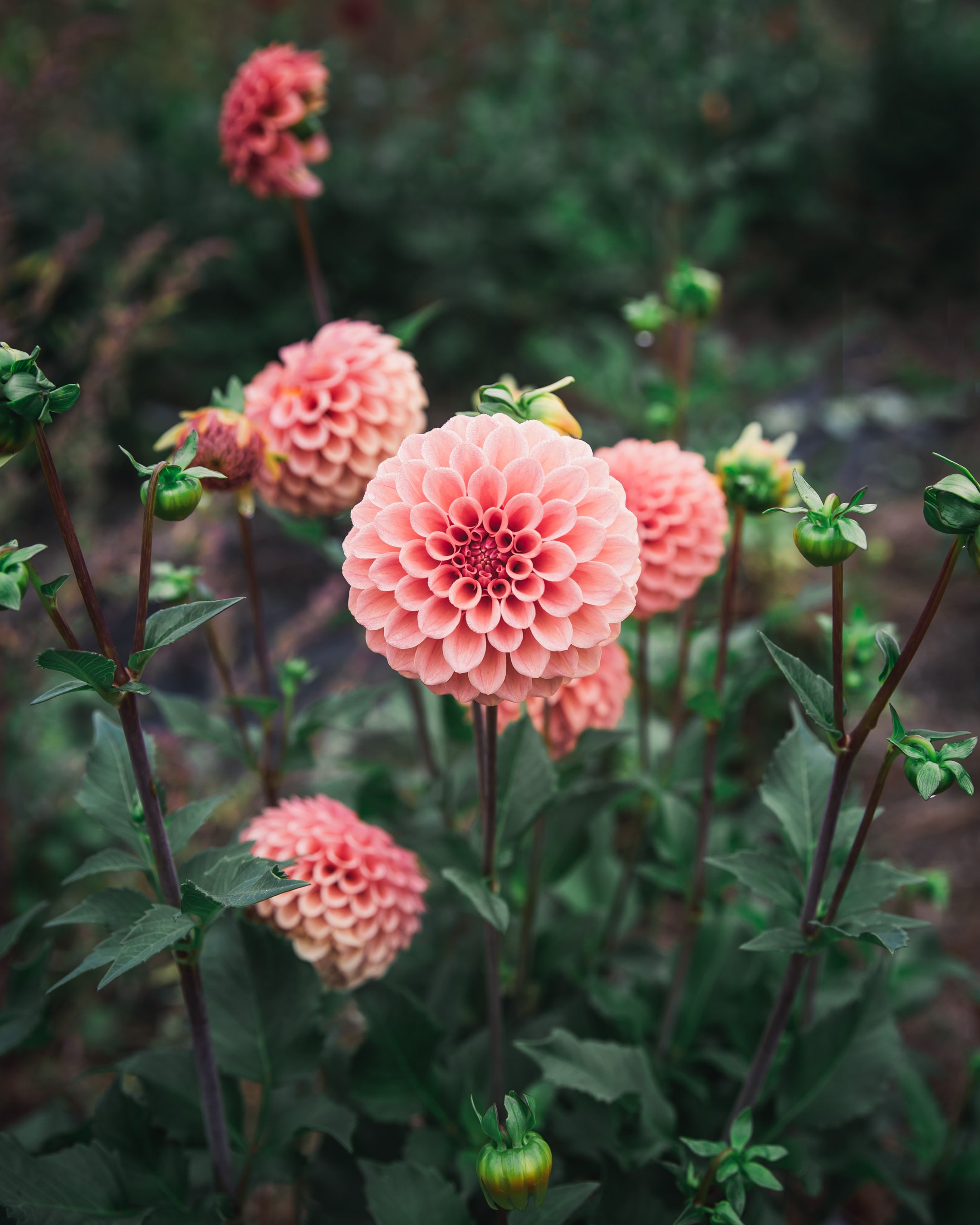 Dahlia Rose Toscano Tuber Sale