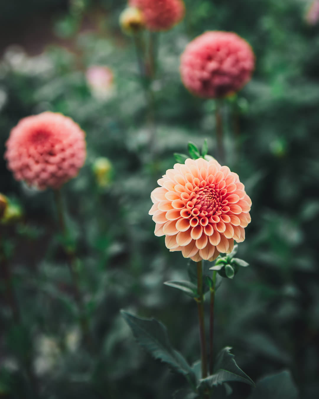 Dahlia Tuber Sale Rose Toscano