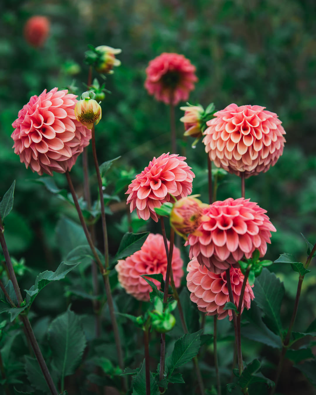 Dahlia Tuber Sale Rose Toscano