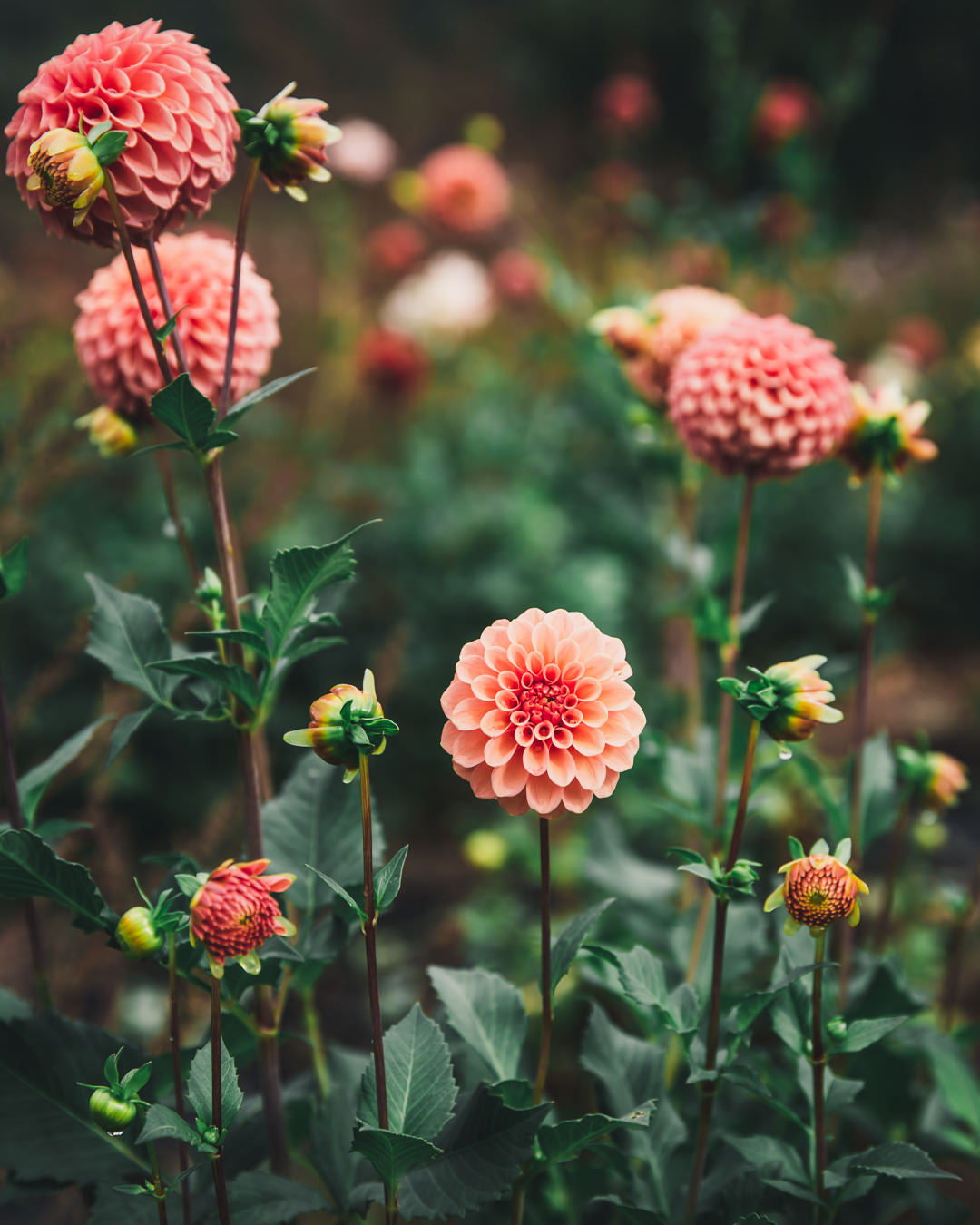 Dahlia Tuber Sale Rose Toscano