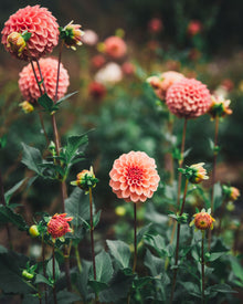 Dahlia Tuber Sale Rose Toscano