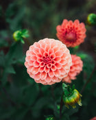 Dahlia Tuber Sale Rose Toscano