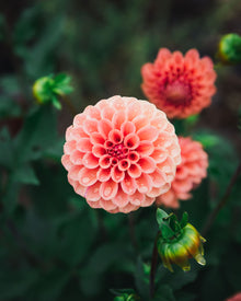 Dahlia Tuber Sale Rose Toscano