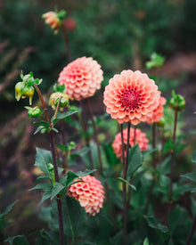 Dahlia Tuber Sale Rose Toscano