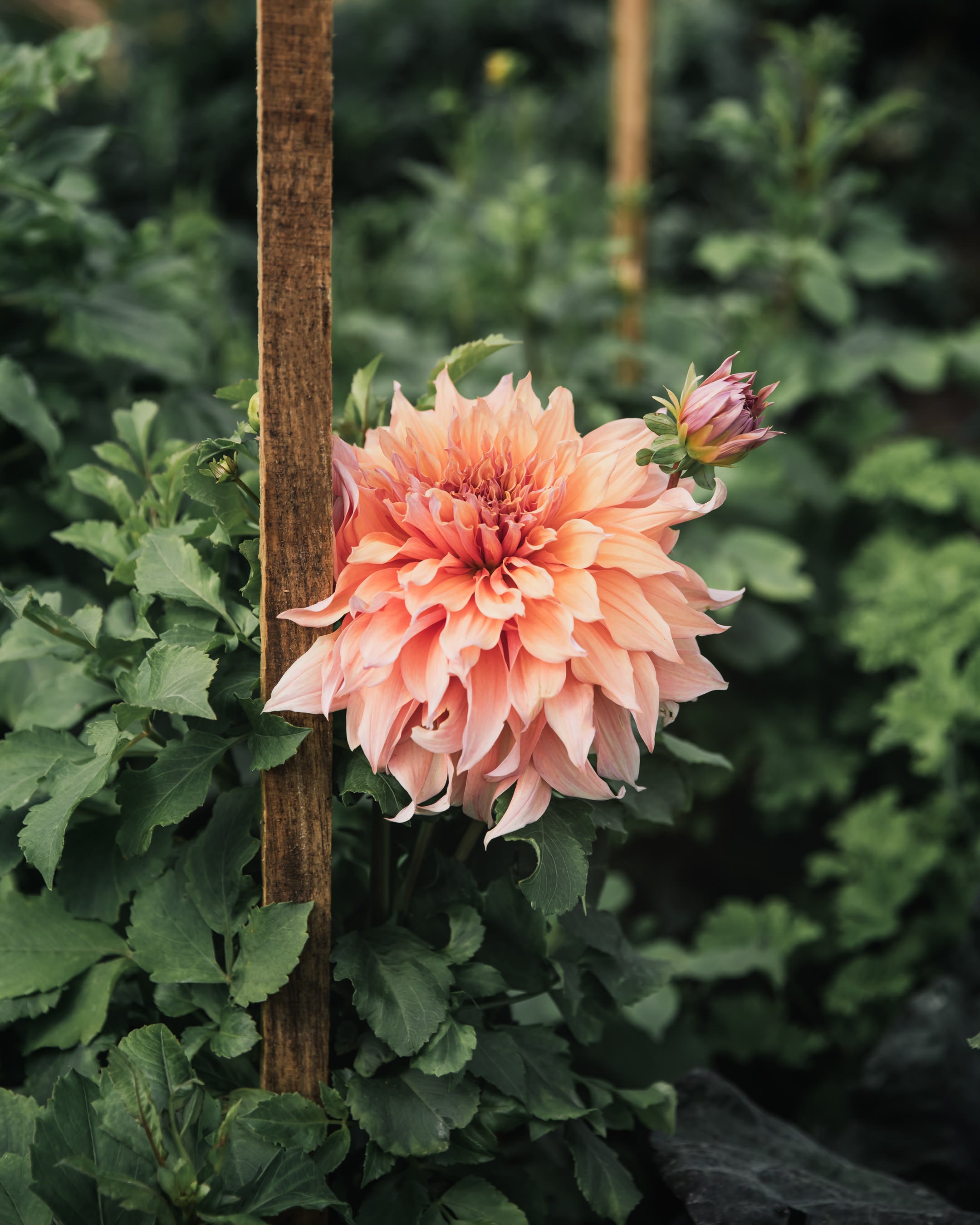 Dahlia Tuber Sherwood's Peach
