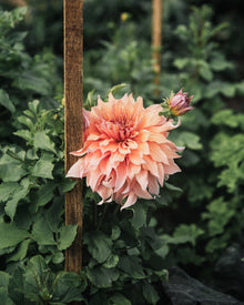 Dahlia Tuber Sherwood's Peach