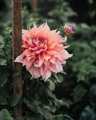 Dahlia Tuber Sherwood's Peach
