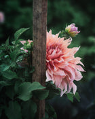 Dahlia Tuber Sherwood's Peach