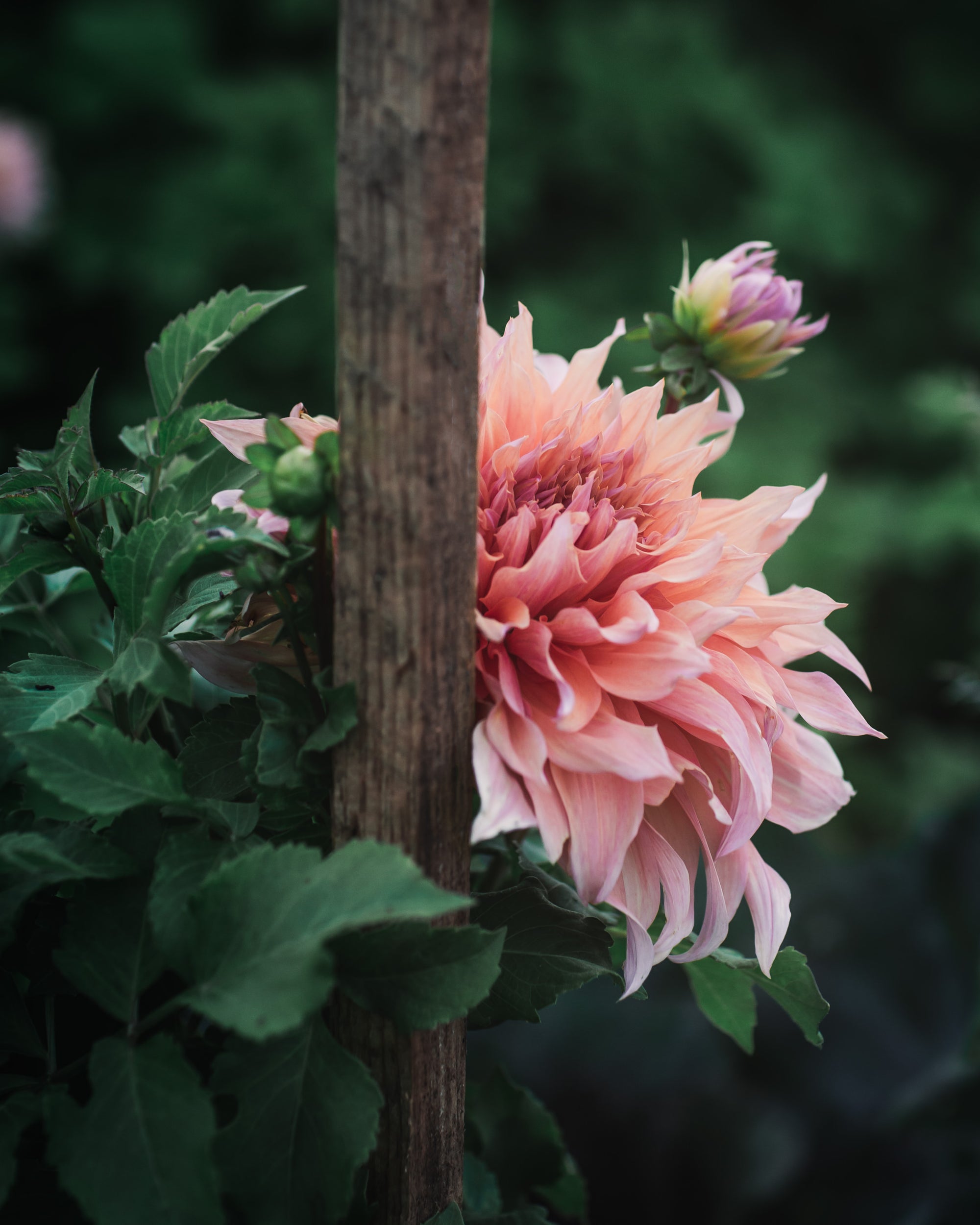 Dahlia Tuber Sherwood's Peach