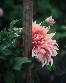 Dahlia Tuber Sherwood's Peach
