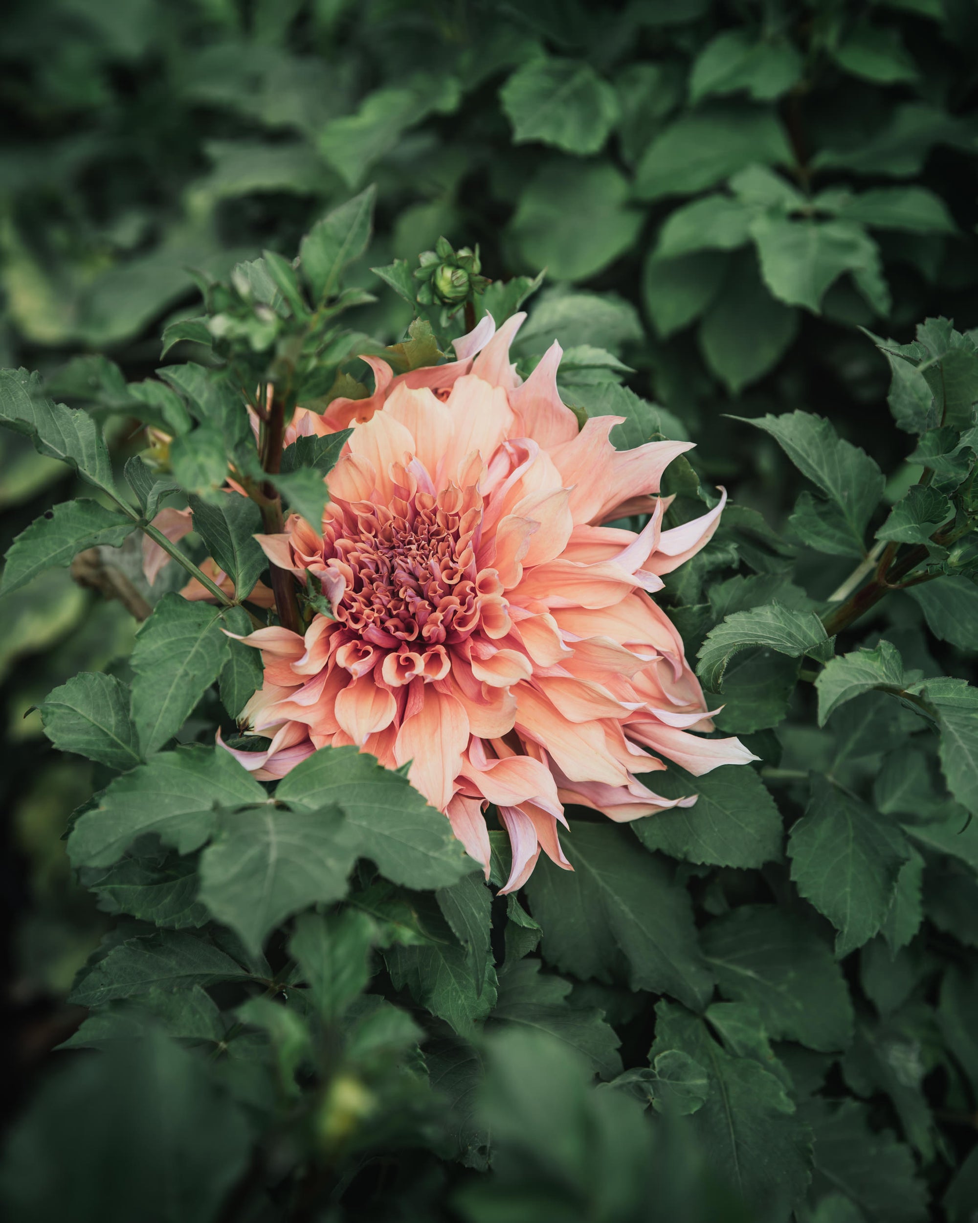 Dahlia Tuber Sherwood's Peach