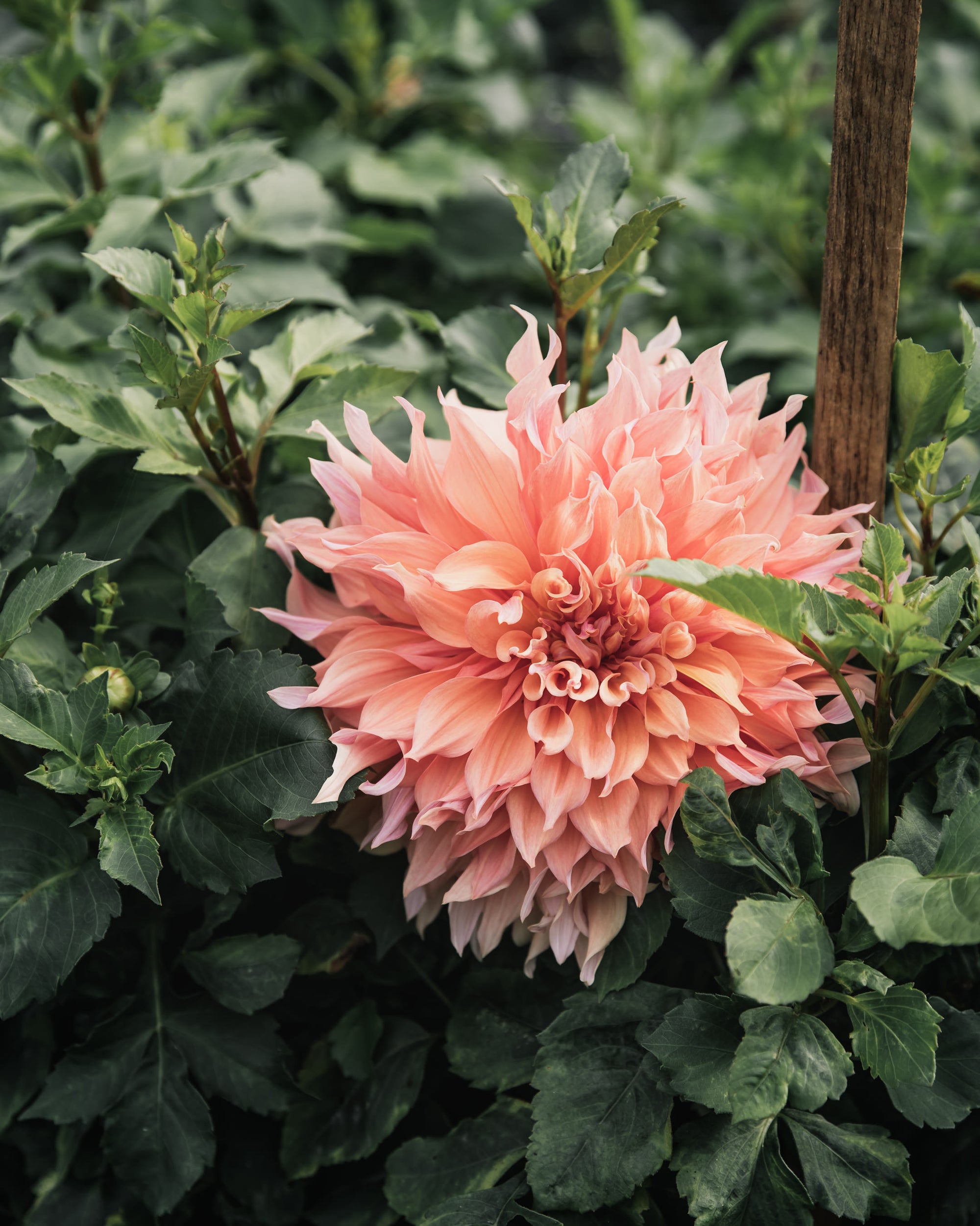 Dahlia Tuber Sherwood's Peach