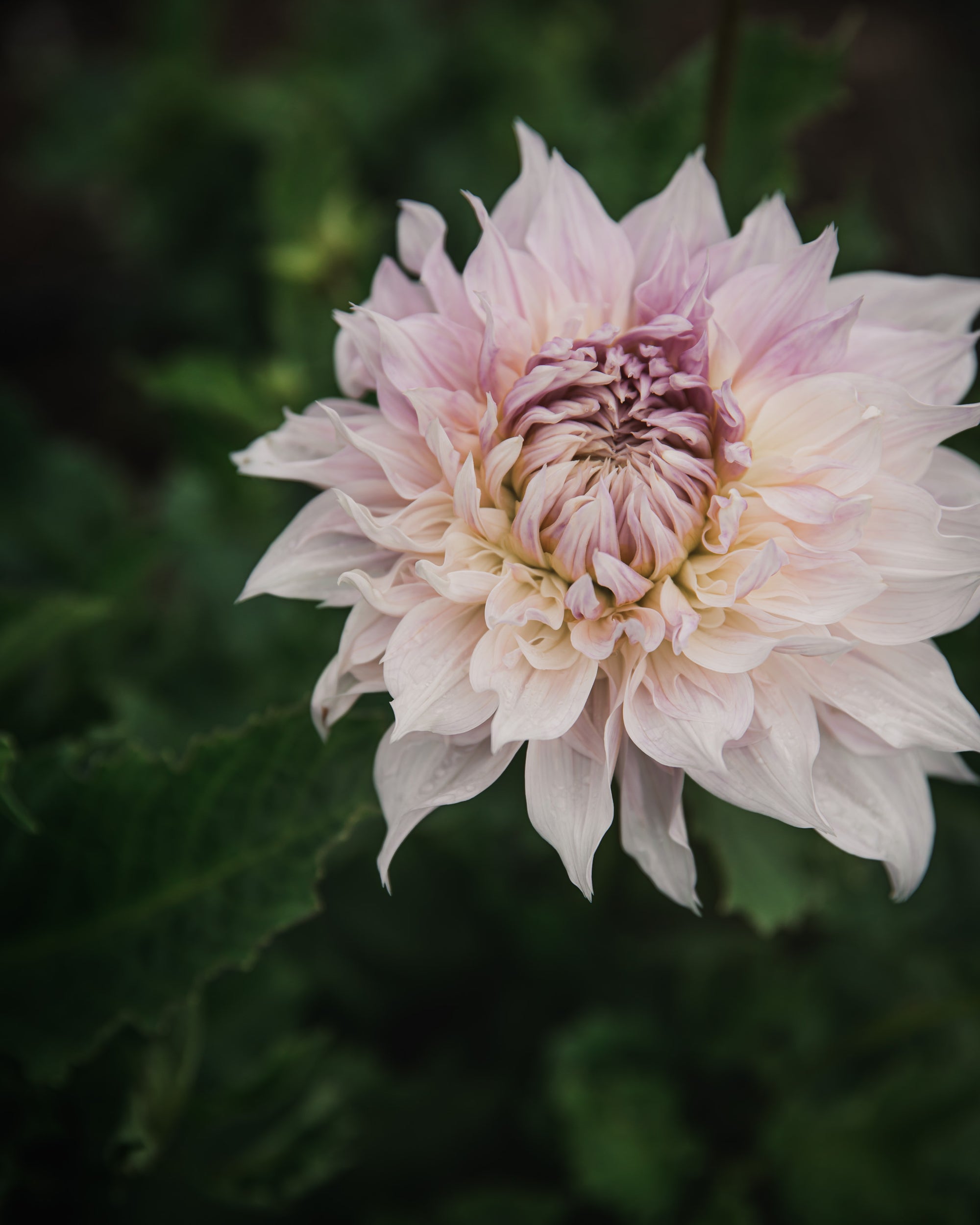 Dahlia Shiloh Noelle