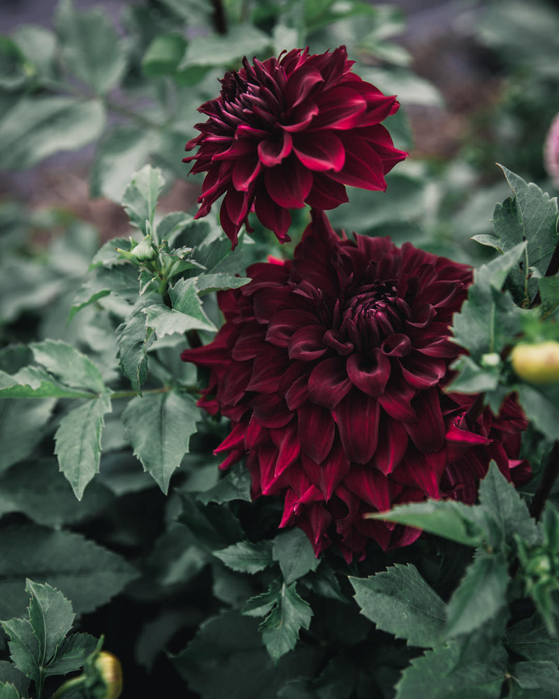 Dahlia Tuber Sale Spartacus