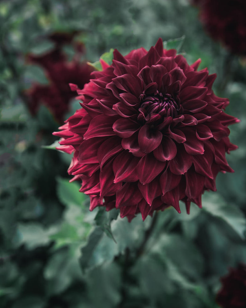 Dahlia Tuber Sale Spartacus