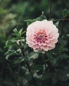 Dahlia Tuber Sale Sweet Nathalie