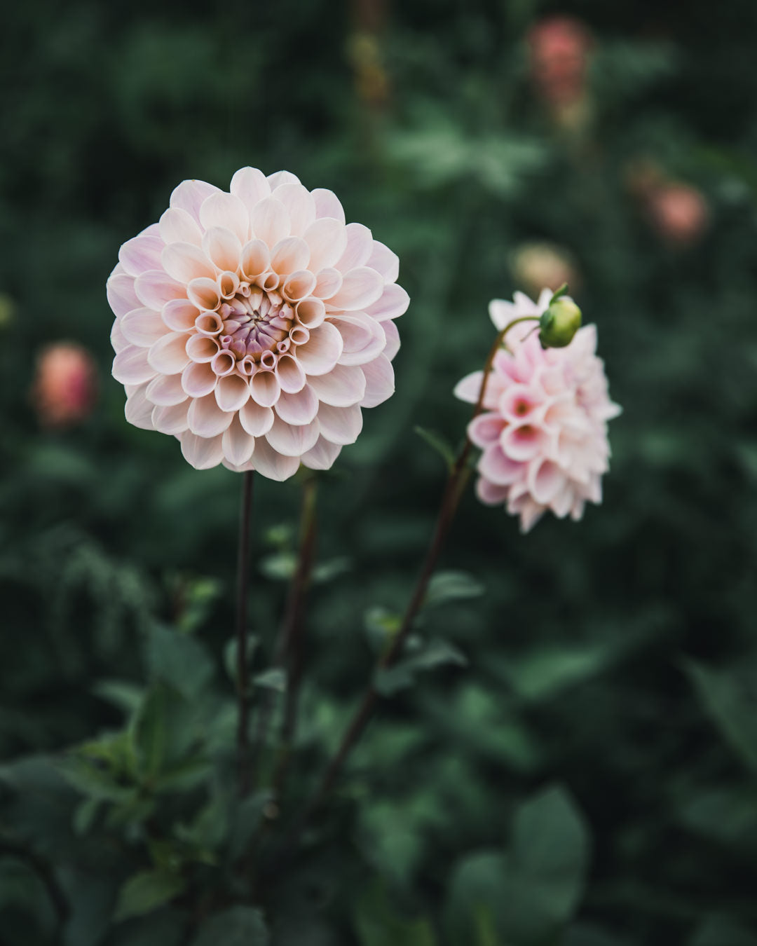 Dahlia Tuber Sale Sweet Nathalie
