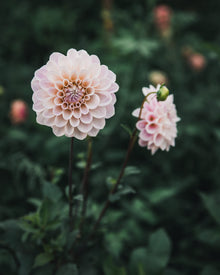 Dahlia Tuber Sale Sweet Nathalie