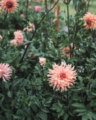 Dahlia Tuber Sale Terracotta
