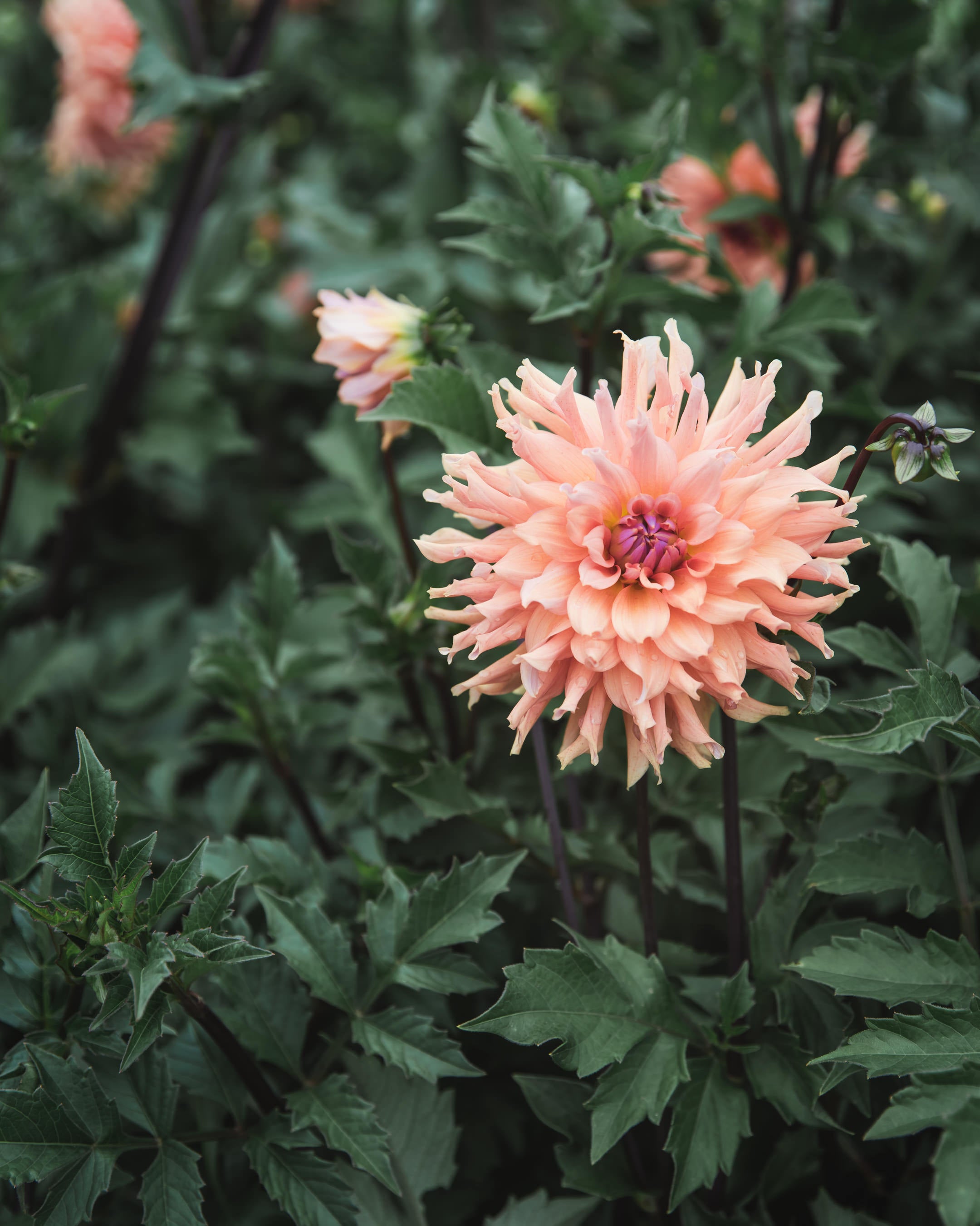 Dahlia Tuber Sale Terracotta