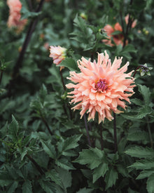 Dahlia Tuber Sale Terracotta