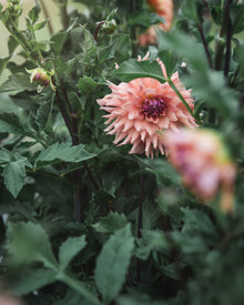 Dahlia Tuber Sale Terracotta