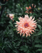 Dahlia Tuber Sale Terracotta