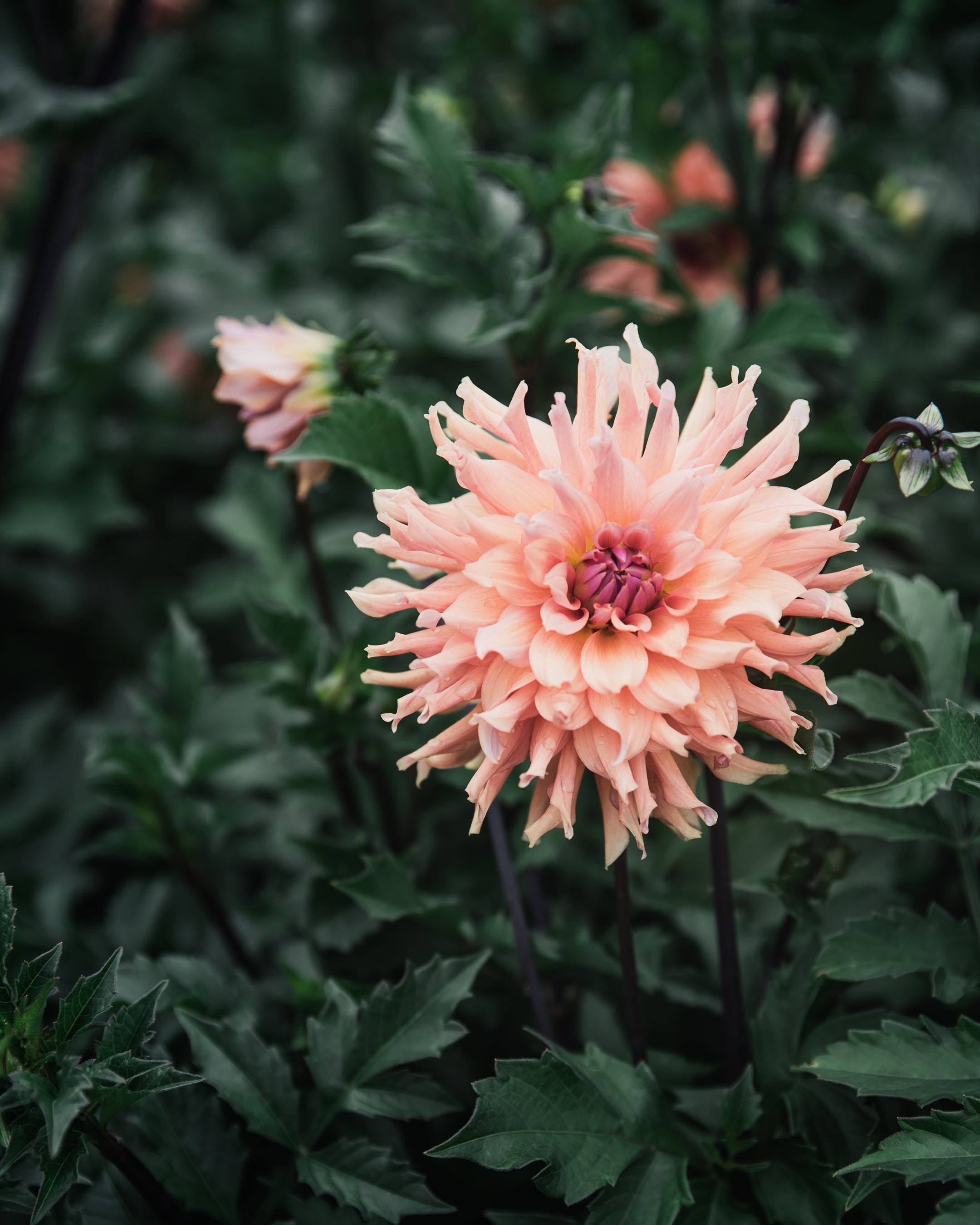 Dahlia Tuber Sale Terracotta