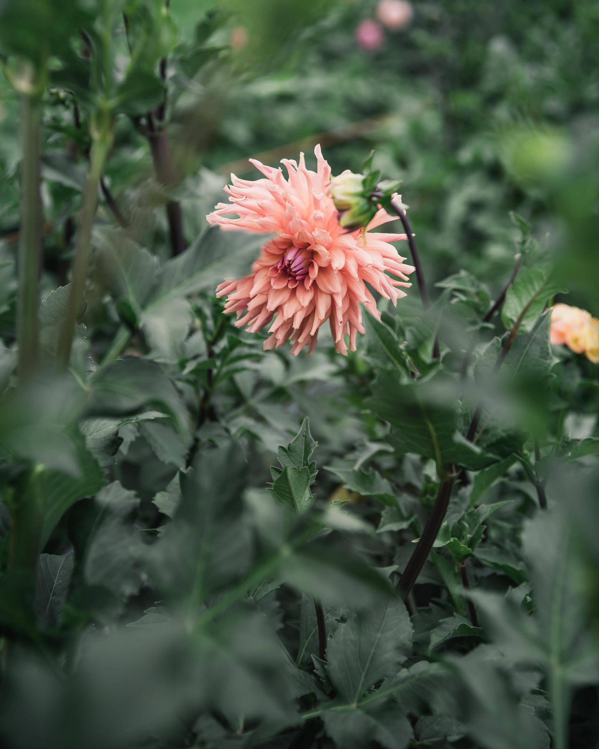 Dahlia Tuber Sale Terracotta