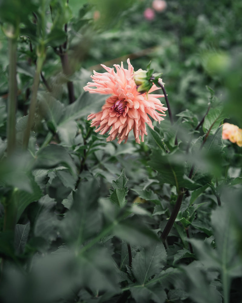 Dahlia Tuber Sale Terracotta