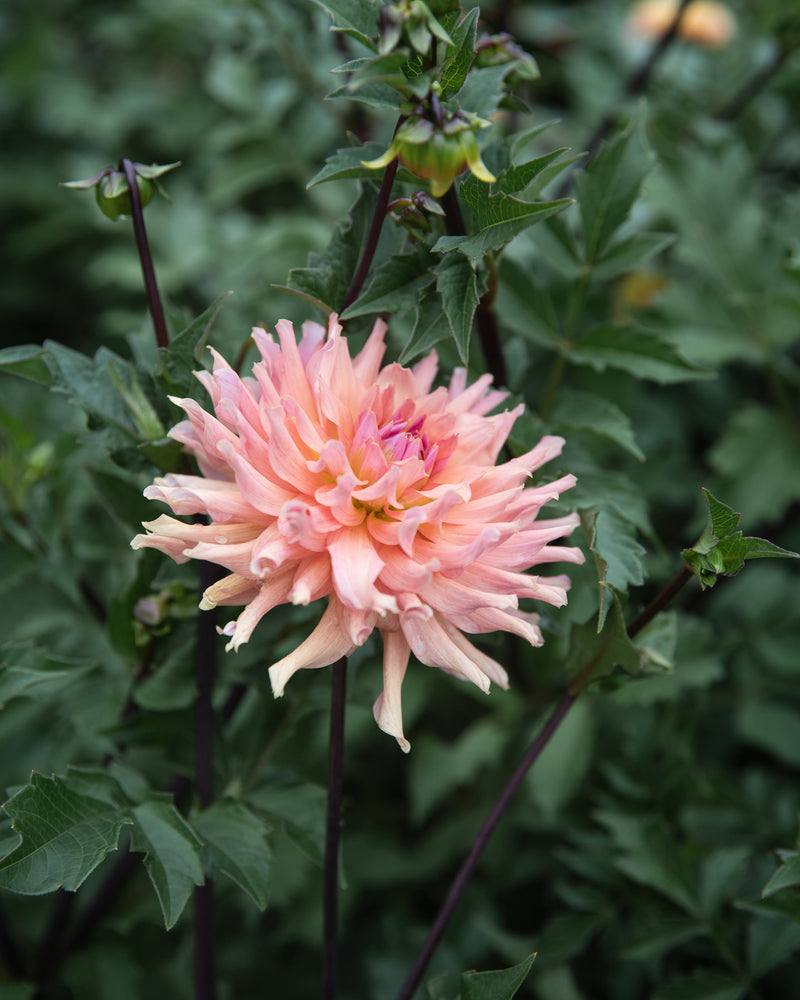 Dahlia Tuber Sale Terracotta