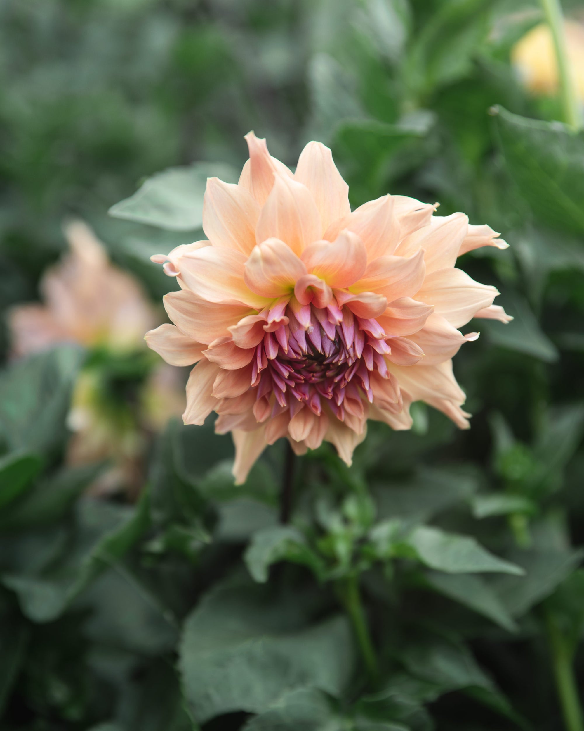 Dahlia Tuber Sale Terracotta