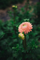 Dahlia Valley Tawny Tuber Sale