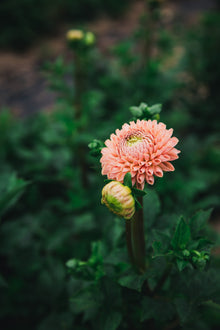 Dahlia Valley Tawny Tuber Sale