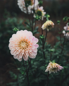Dahlia Tuber Sale Sweet Nathalie